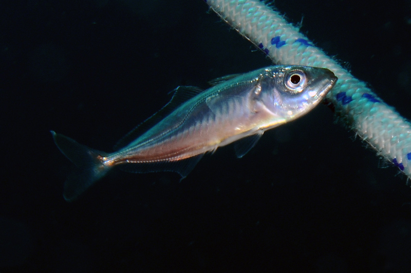 Piccolo carangide - Sugarello (Trachurus sp.).